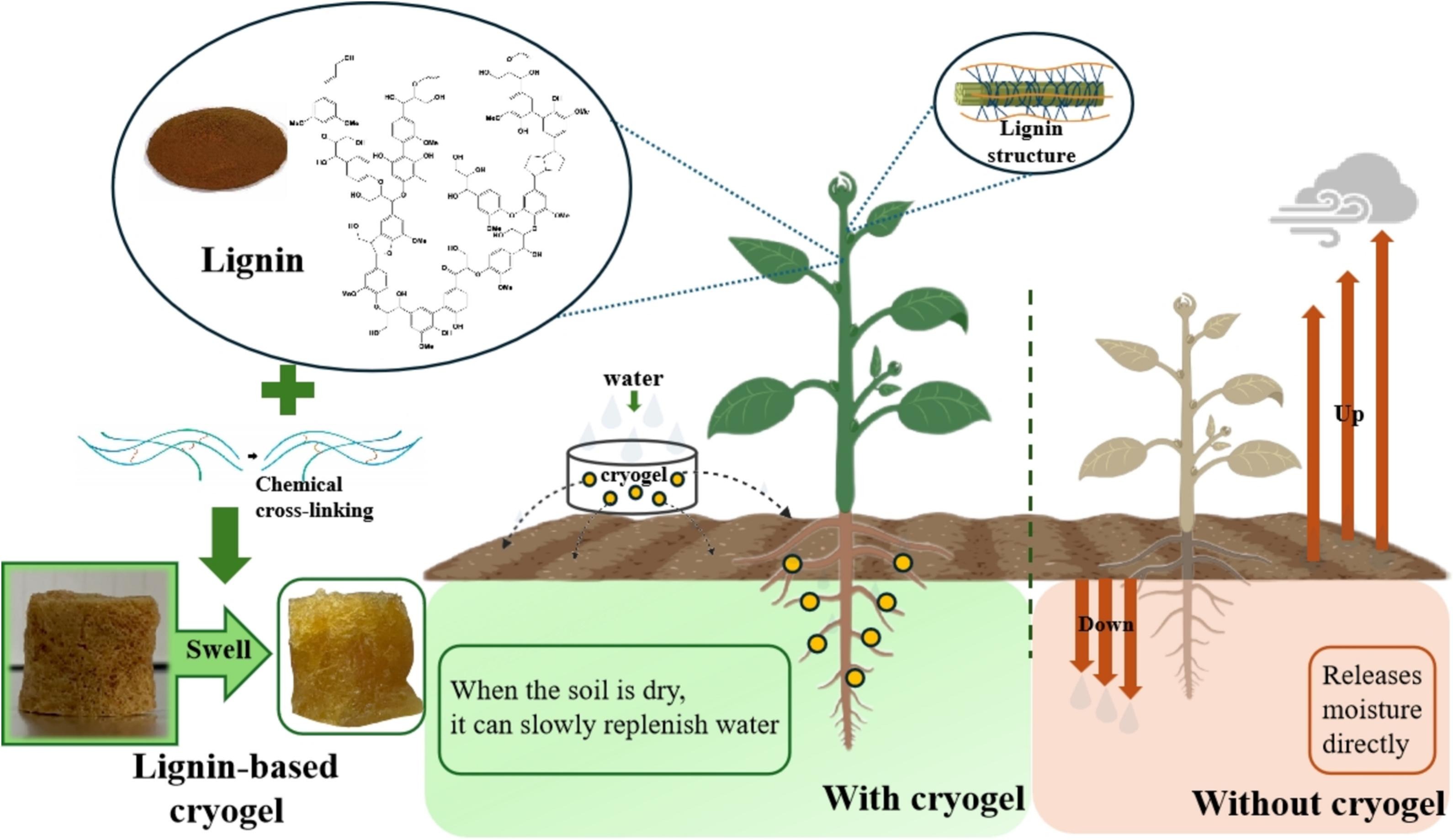 85eeb31b85b34014cfd5d6655be0afd5_1-s2.0-S0141813024094248-gr7_lrg.jpg 85eeb31b85b34014cfd5d6655be0afd5_1-s2.0-S0141813024094248-gr7_lrg.jpg