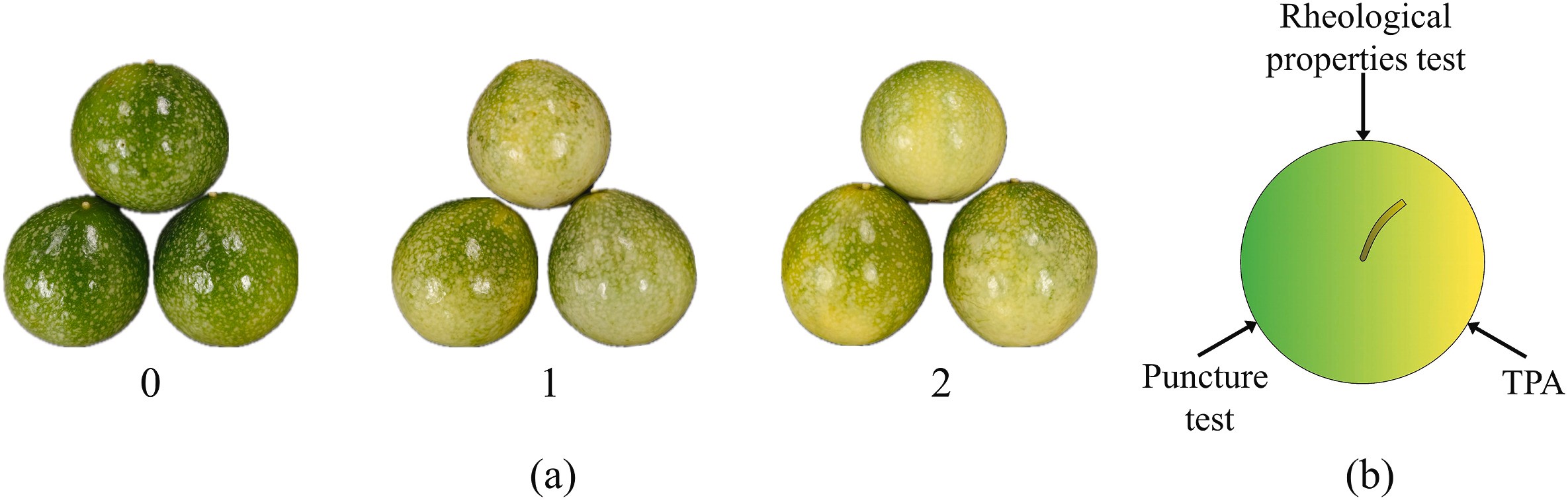 上海腾拔质构仪助力福建农林大学发表关于百香果的国际期刊论文
